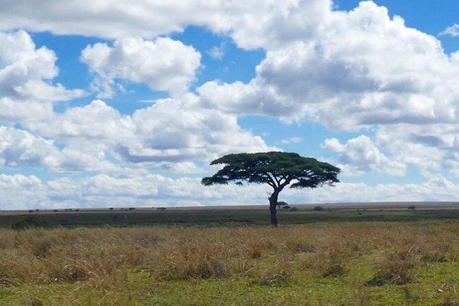 Best 3 days Tanzania shared Safari Tarangire Ngorororo Manyara - Day 3 Lake Manyara to Arusha: finishing strong before the return