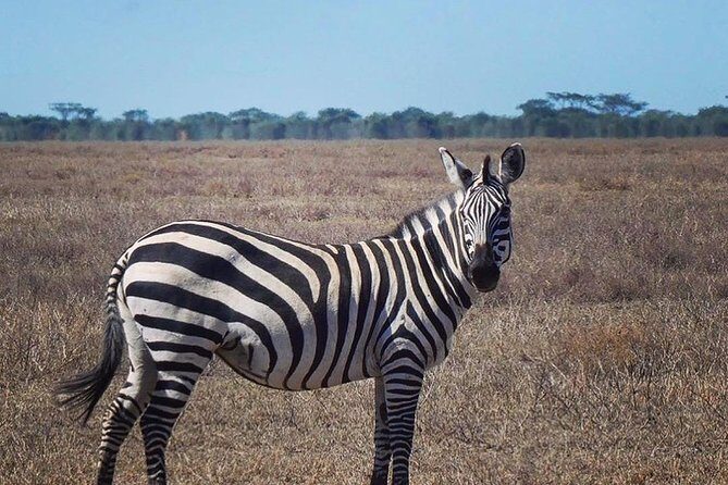 Best 3 days Tanzania shared Safari Tarangire Ngorororo Manyara - Meals, tent & mattress setup, and what’s actually included