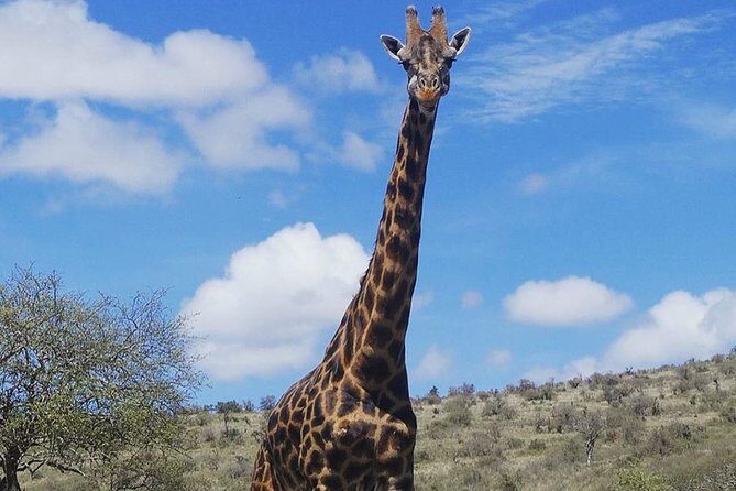 Best 3 days Tanzania shared Safari Tarangire Ngorororo Manyara - Price and value: is $1,000 per person fair for 3 days?