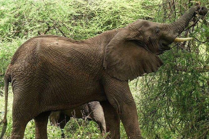Best 3 days Tanzania shared Safari Tarangire Ngorororo Manyara - What the strongest reviews emphasize, and one real caution
