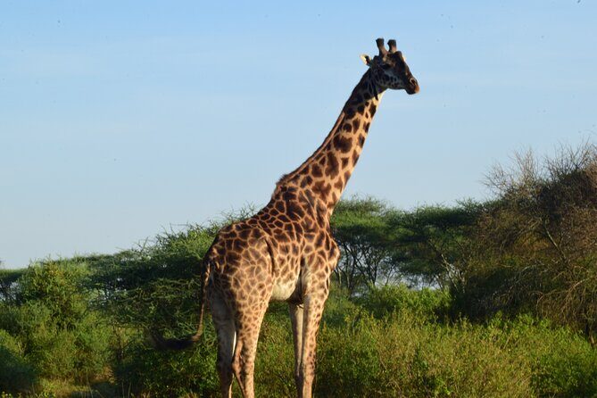 Best 5 days Tanzania midrange group joining safari tour - Lake Manyara on day five: tree-climbing lions and a big finish
