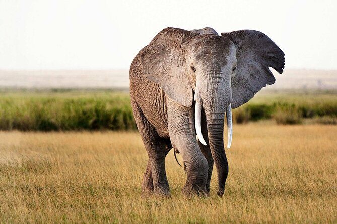 Best 5 Days Tanzania Private Luxury Safari with luxury Lodges - The real special ingredient: Ol’doinyo Lengai sunrise and Lake Natron’s pink flamingos