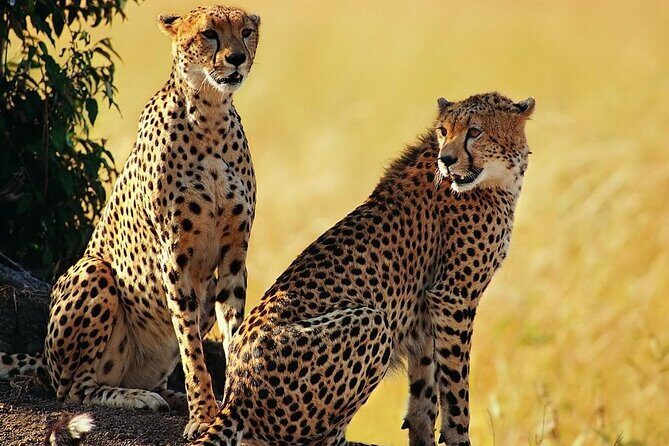 Best 5 Days Tanzania Private Luxury Safari with luxury Lodges - Lodges, meals, and what is actually “included”