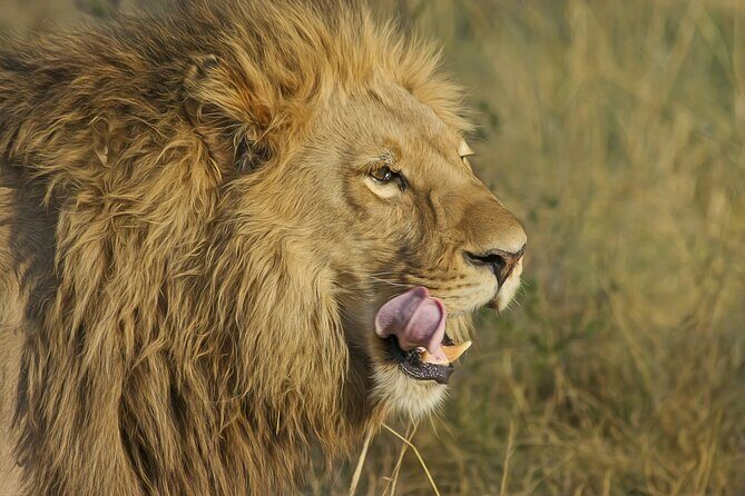 Best 7 Day 6-Night Tanzania Big Five Midrange Private Safari - Key Things I’d Focus On Before You Go