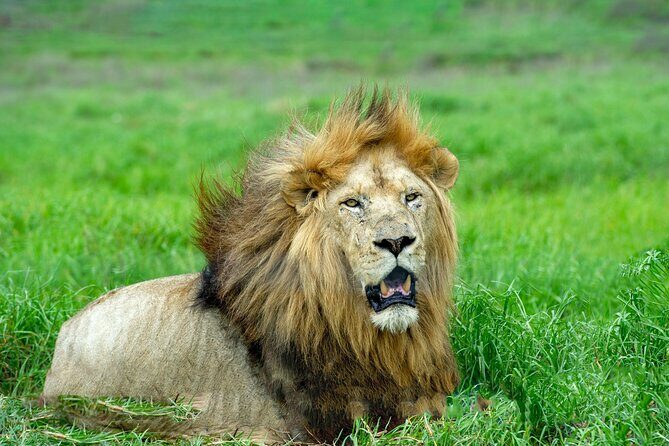 Best 7 Day 6-Night Tanzania Big Five Midrange Private Safari - Serengeti Game Drives for Multiple Days: This Is Where the Trip’s Heart Beats