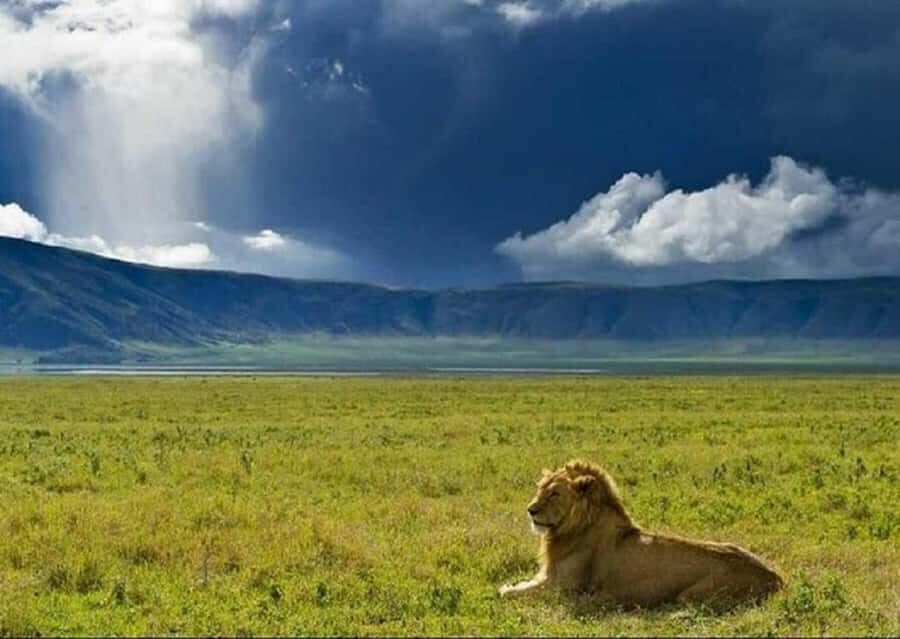 Best Day tour to Ngorongoro Crater-ISMANI TOURS AND SAFARIS - The crater game drive: spotting Big Five odds the practical way