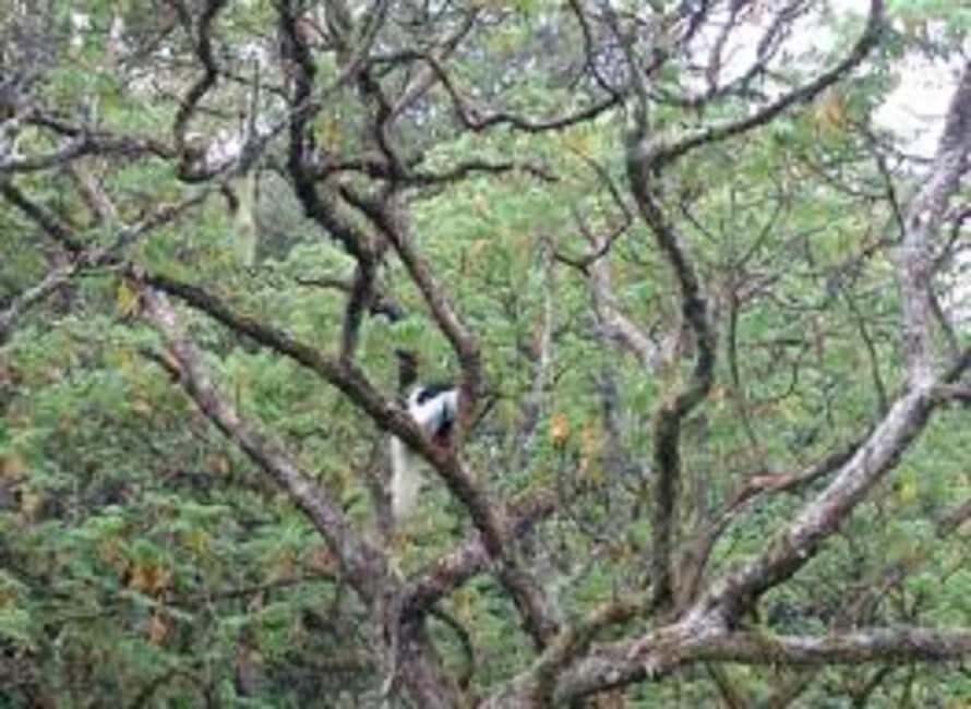 Best Kilimanjaro Day Hike With Car Shira Plateau experience - Key Points at a Glance