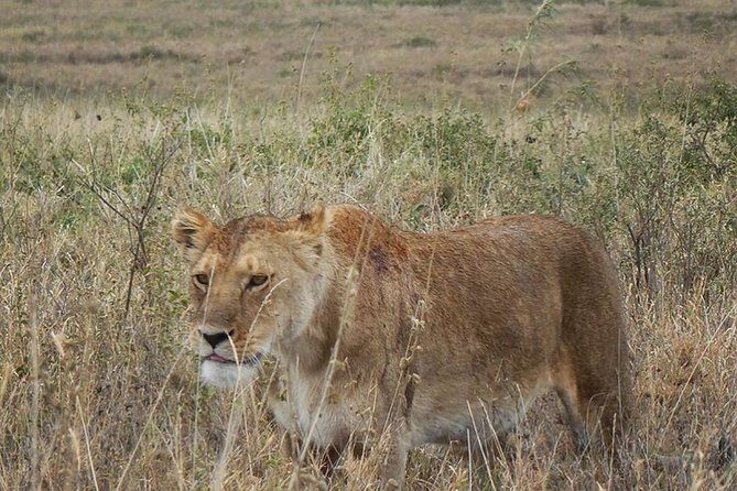 Best Ngorongoro crater Tanzania Safari 1- Day tour Experience - Arusha pickup and the 8:00 am start: how your morning is structured