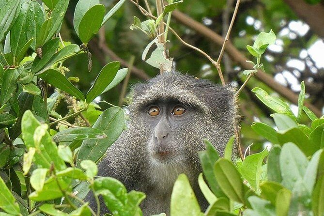 Best Ngorongoro crater Tanzania Safari 1- Day tour Experience - Safari cook lunch by a hippo pond: what breaks up the day