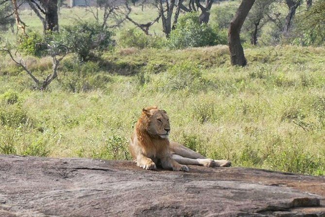 Best Ngorongoro crater Tanzania Safari 1- Day tour Experience - Transportation details that affect comfort: 4×4, pickup, and day-trip pacing