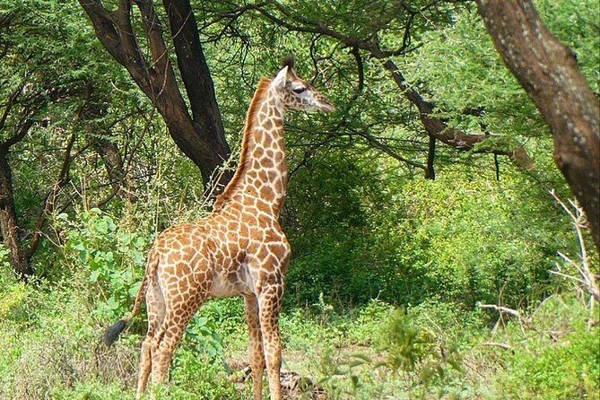 Best Ngorongoro crater Tanzania Safari 1- Day tour Experience - Price and value: what $300 really includes (and what you’ll still pay)