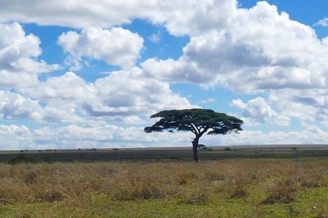 Best Ngorongoro crater Tanzania Safari 1- Day tour Experience - Who this Ngorongoro day trip suits best