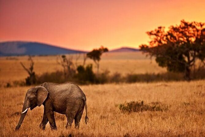 Best Of Six Days Safari Camping safari - Serengeti days 3 and 4: calving season intensity and two chances to get it right