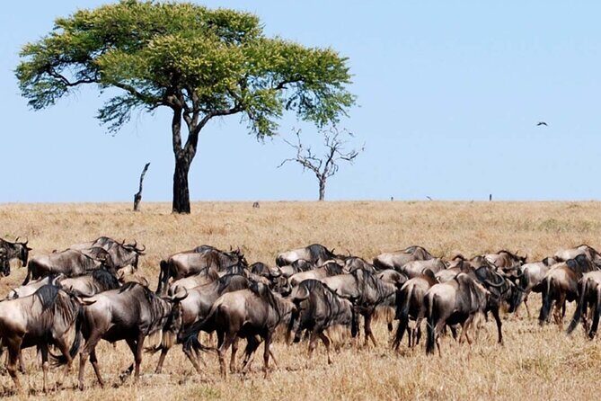 Best Of Six Days Safari Camping safari - Logistics that shape your day: small group size, guides, and shared-safari reality
