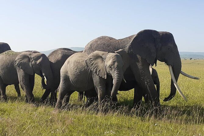 Best of Tanzania 5days 4nights safari - Serengeti hippo pool and the rhythm of the big plain