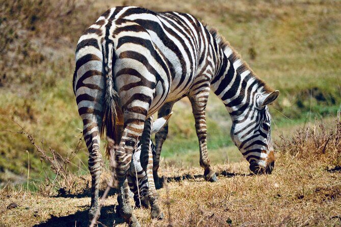 Best Safari and Zanzibar 10-Days Excursions - Leaving the parks: Arusha overnight or onward to departure