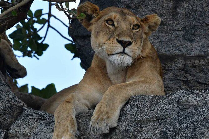 Big Five Classic Safari in Tanzania **Sustainable Travel approach - Open-roof 4x4s and the small-group setup