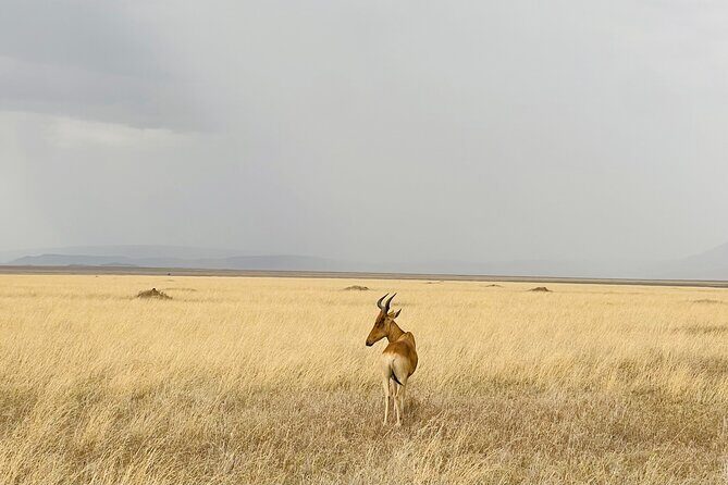 Big Five Dream Safari - Key things I’d zero in on