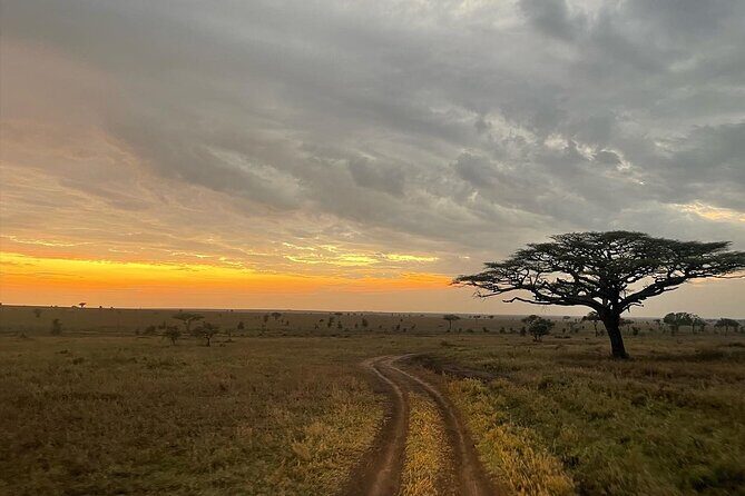 Big Five Dream Safari - Serengeti UNESCO plains: the big cat search with real breathing room