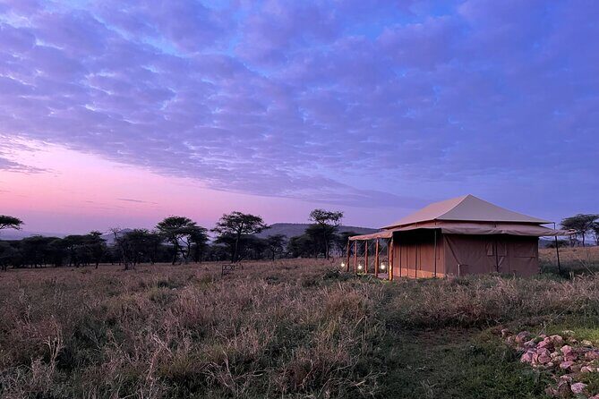 Big Five Dream Safari - Your guide edge: why Babuu’s driving and spotting style matters