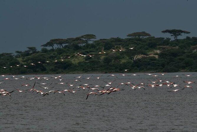 Big Five Safari In Tanzania - Day 3: Lake Manyara’s Different Worlds and Lions That Climb