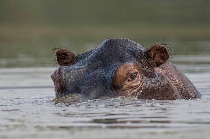 Big Five Safari In Tanzania - Day 7: Returning to Arusha or Kilimanjaro With One Last Chance to Enjoy