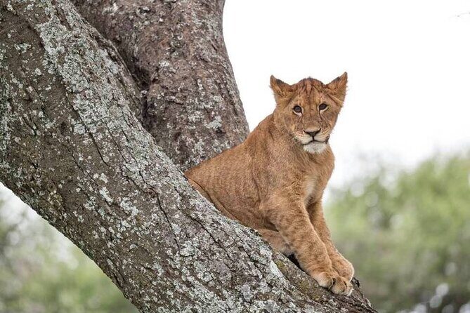 Big Five Safari In Tanzania - Price and Logistics: Is $3,750 Good Value Here?