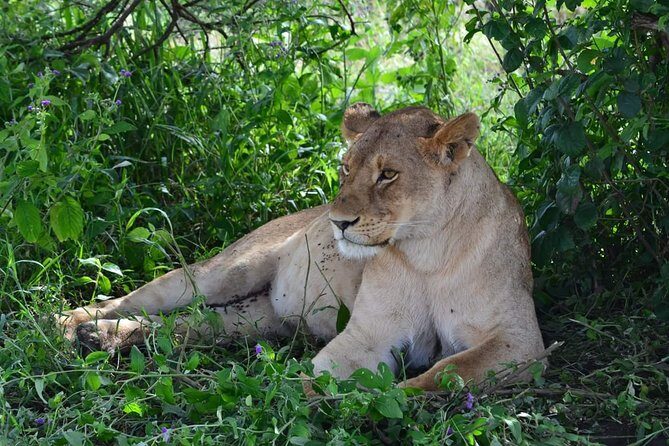 Camping to Serengeti & Ngorongoro Premium Parks - Serengeti National Park: open plains, real variety, and UNESCO-sized scale