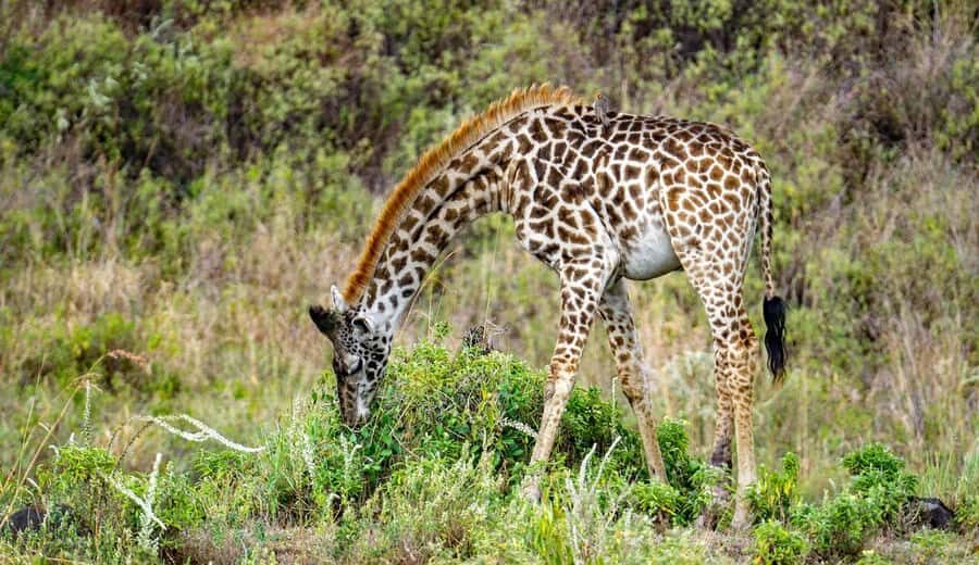 Cheap Tanzania safari: 2 Days Selous from zanzibar - Key highlights I’d plan around