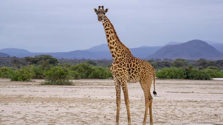 Cheap Tanzania safari: 2 Days Selous from zanzibar - Why This Two-Day Selous Safari Starts in Zanzibar