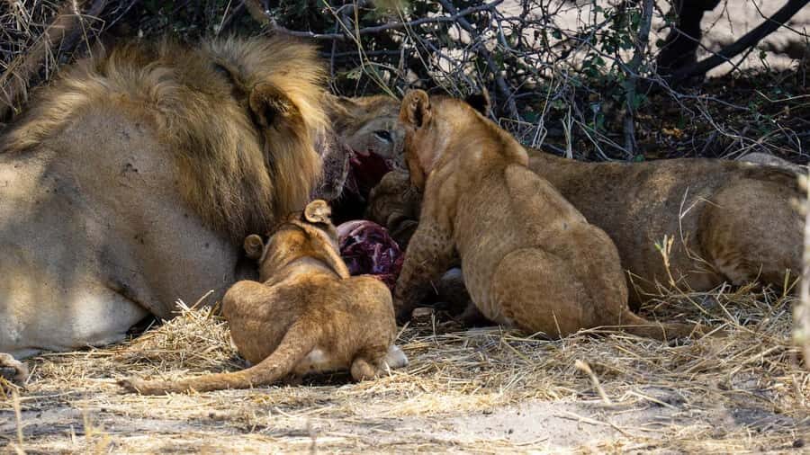 Cheap Tanzania safari: 2 Days Selous from zanzibar - A Proper Game Safari on an Open Jeep (and How to Get More From It)