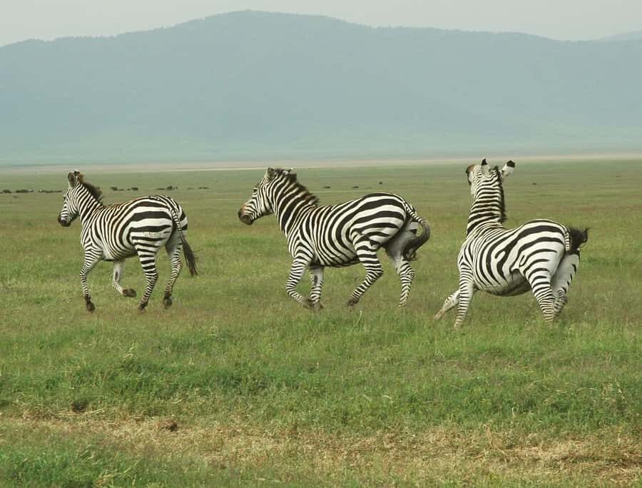 Cheap Tanzania safari: 2 Days Selous from zanzibar - Lunch Inside the Park: Why It’s Worth Paying Attention To
