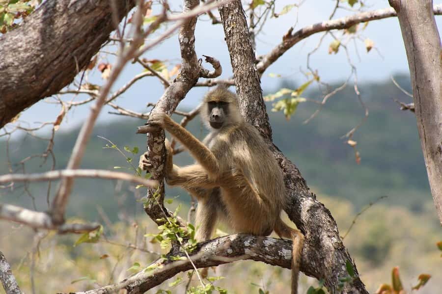Cheap Tanzania safari: 2 Days Selous from zanzibar - Day 2 on the Rufiji River: Boat Safari for Hippos, Crocs, and Birds