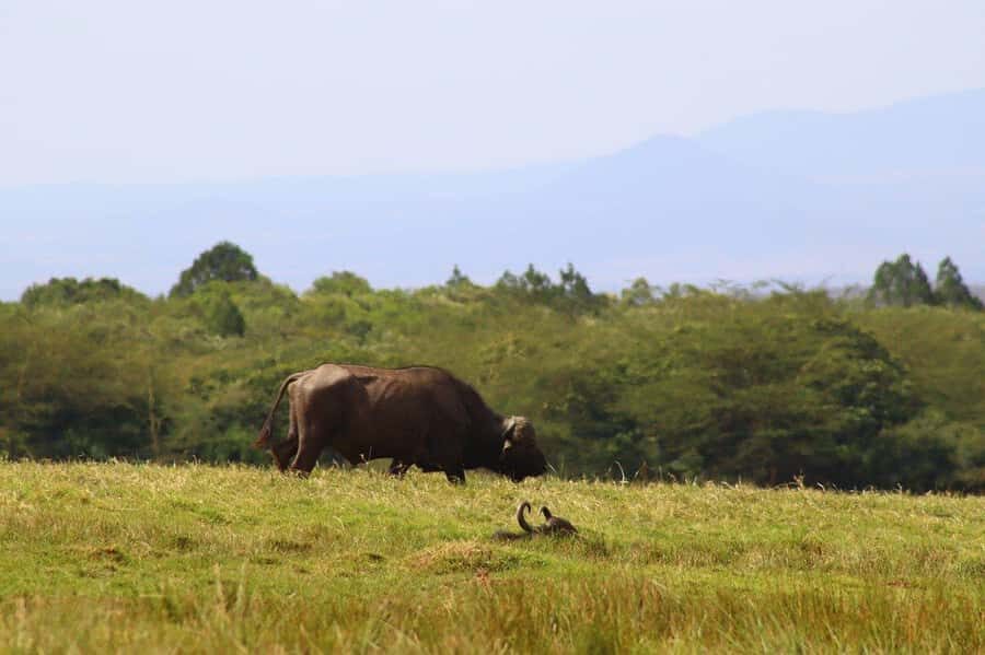 Cheap Tanzania safari: 2 Days Selous from zanzibar - Afternoon Flight Back to Zanzibar: A Clean Finish