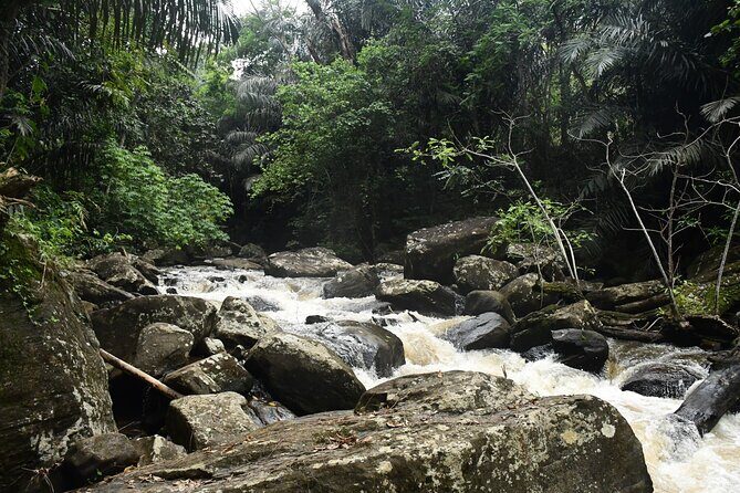 Climb Kilimanjaro - Lemosho Route 7 Day Climb - Day 2 From Park Gate to Mt Mkubwa Camp: Shira Plateau Big-Game Potential