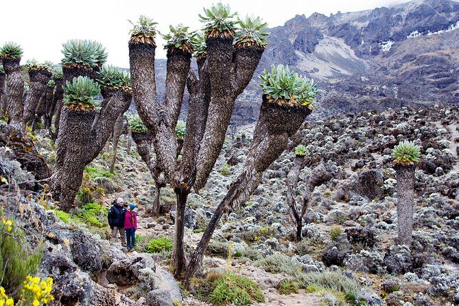 Climb Mount Kilimanjaro: 7 Days Machame Route - Key highlights you’ll feel on the mountain
