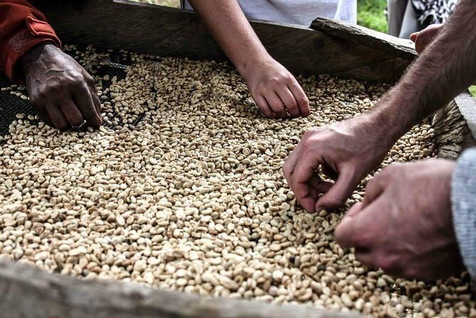Coffee walk day trip - Pickup, Private Group, and the $102 Value Math
