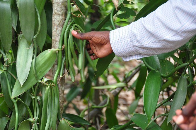 Come and taste the Zanzibar feelings - Stop One: Spice Plantation Walk That Teaches by Showing