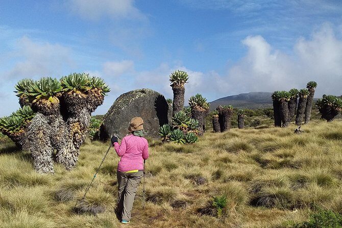 Conquer Kilimanjaro: 5-Day Marangu Route Adventure - What you’re really paying for: value beyond the headline price