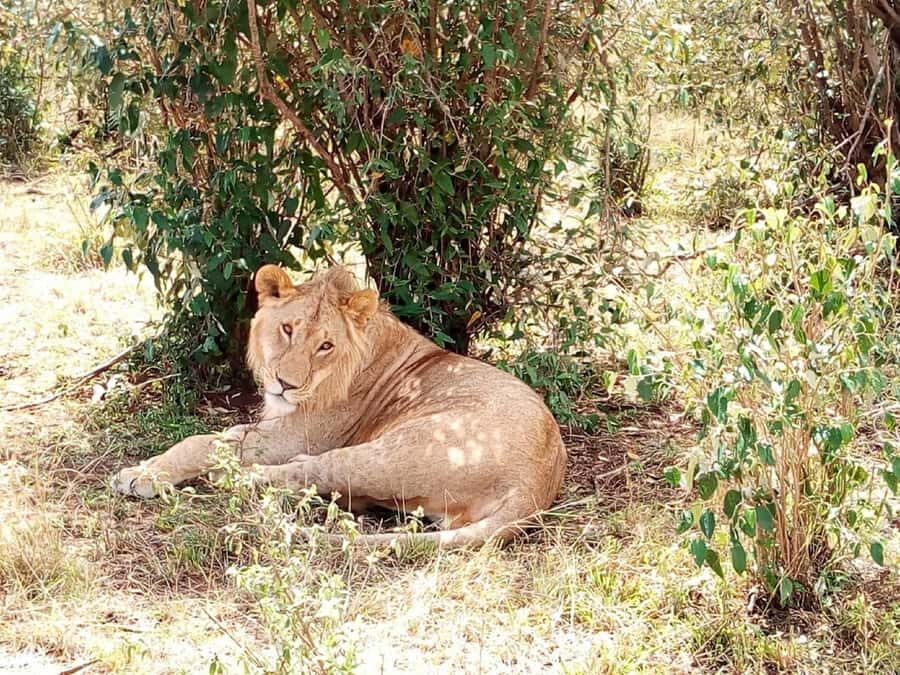 Dar el Salam: Full-Day Mikumi National Park Tour - Key things I’d circle before you book
