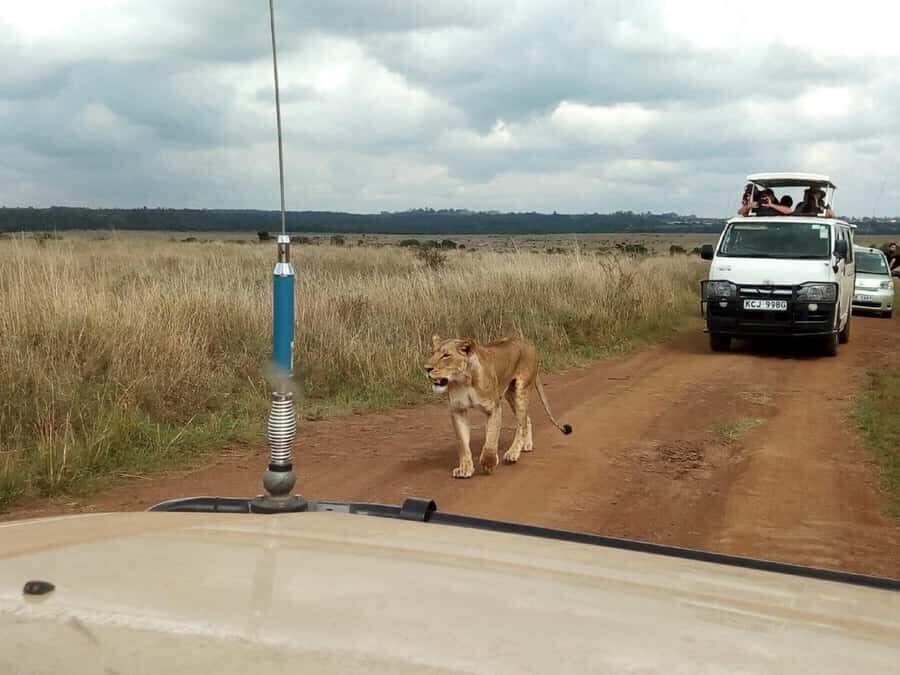 Dar el Salam: Full-Day Mikumi National Park Tour - Getting your sightings: what the open-roof Jeep changes