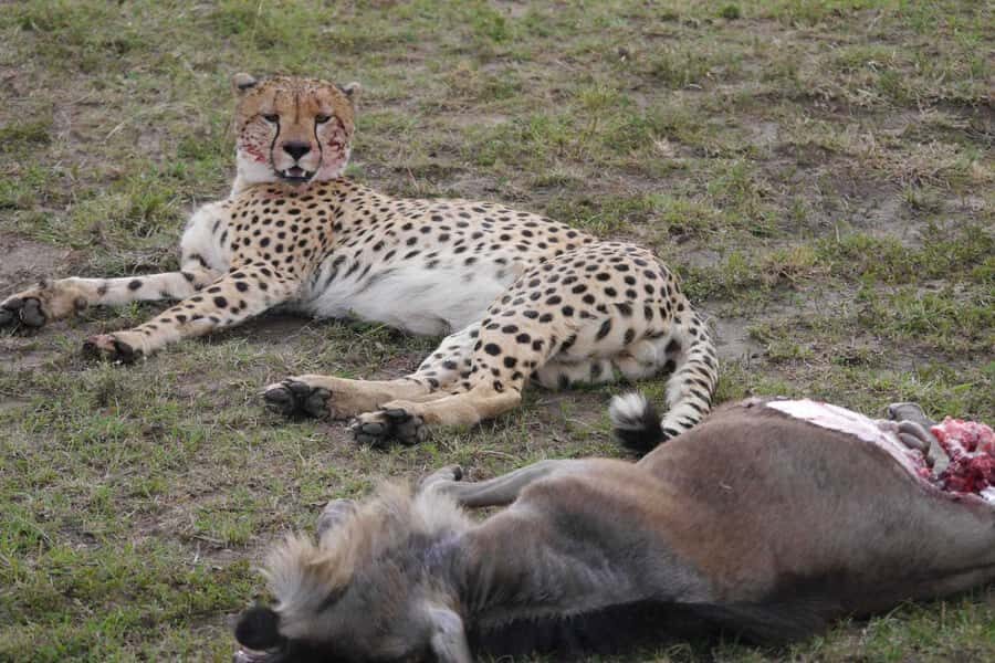 Dar el Salam: Full-Day Mikumi National Park Tour - Lunch in the middle: a break that shouldn’t waste the day