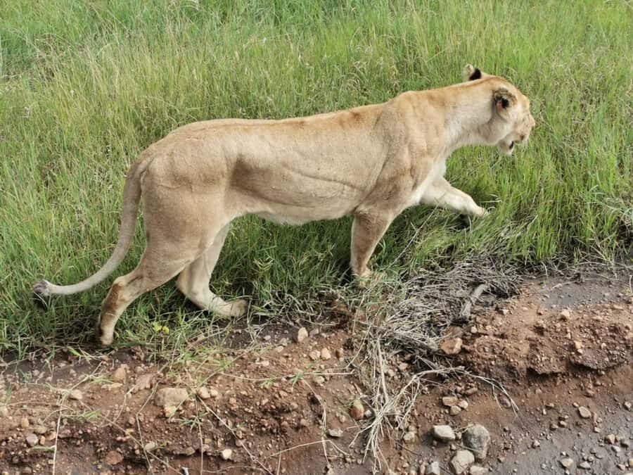Dar el Salam: Full-Day Mikumi National Park Tour - The wildlife list you’re really chasing (and why it’s a good sign)