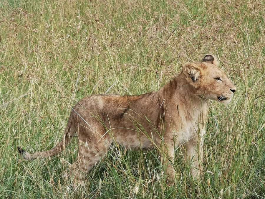 Dar el Salam: Full-Day Mikumi National Park Tour - Who should (and shouldn’t) pick this Mikumi day trip