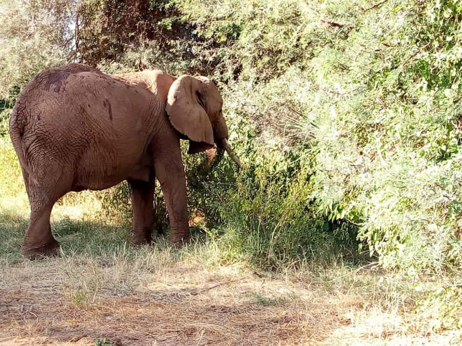 Dar el Salam: Full-Day Mikumi National Park Tour - Arriving at Mikumi: why this park earns its visitors
