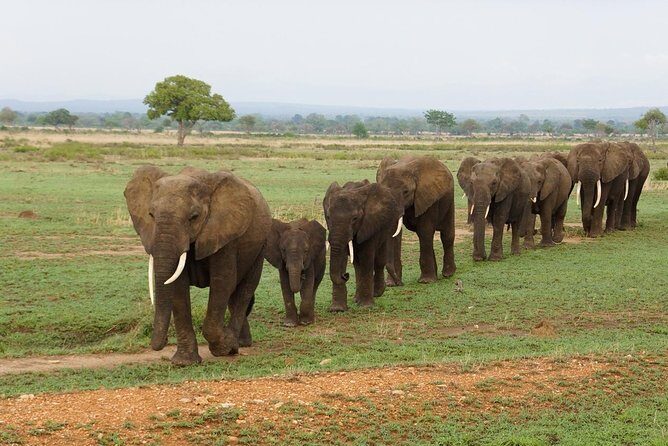 Dar Es Salaam: Day Trip Safari to Mikumi National Park by Train - Key things you’ll notice on this Dar es Salaam to Mikumi day trip