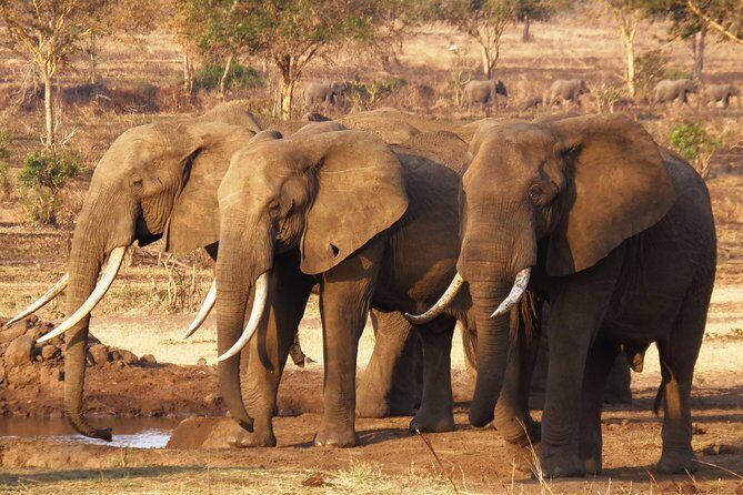 Dar Es Salaam: Day Trip Safari to Mikumi National Park by Train - A Day Safari Built Around the Train (and Why That Matters)