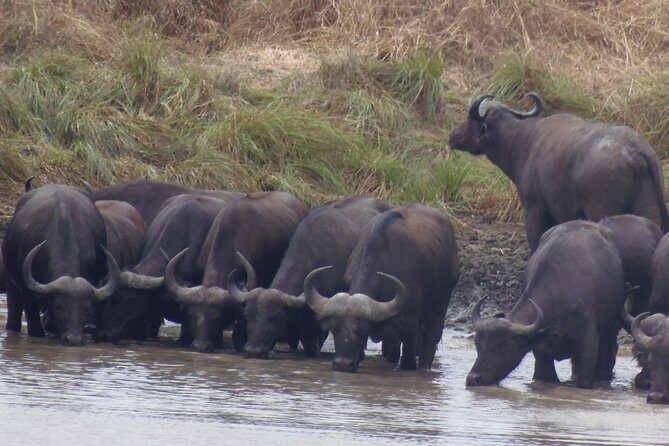 Dar Es Salaam: Day Trip Safari to Mikumi National Park by Train - What You Can Realistically Expect to See