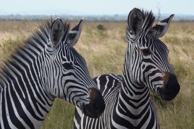Dar Es Salaam: Day Trip Safari to Mikumi National Park by Train - Your Driver: The Hidden Value in This Kind of Day Trip