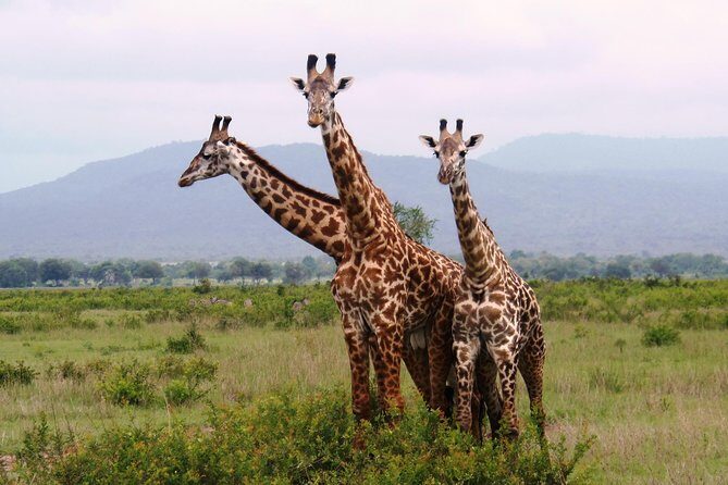 Dar Es Salaam: Day Trip Safari to Mikumi National Park by Train - The Morning Start: 5:30 Pickup, Express Train, and Chalinze Coffee
